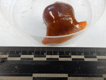 Media type: image;   Invertebrate Zoology 139232